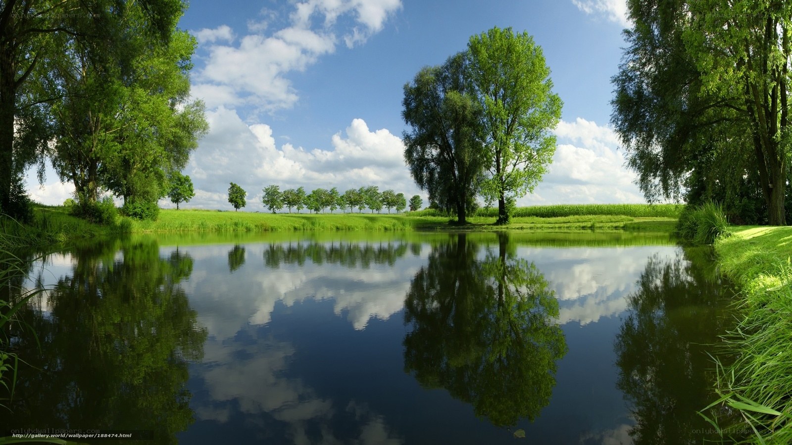 Peaceful pond with tree reflections