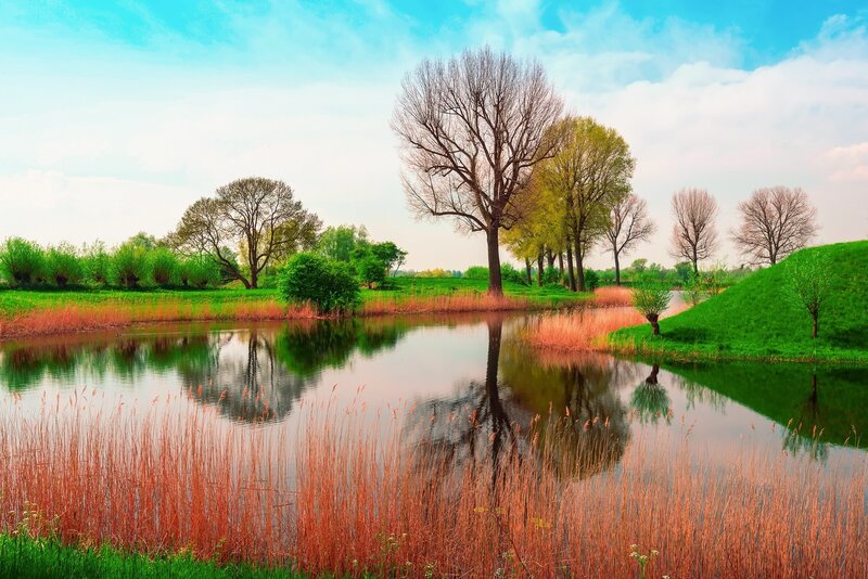 Peaceful pond with trees and reeds