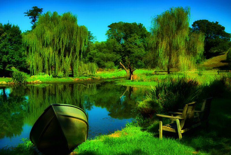 Peaceful pond with willow trees