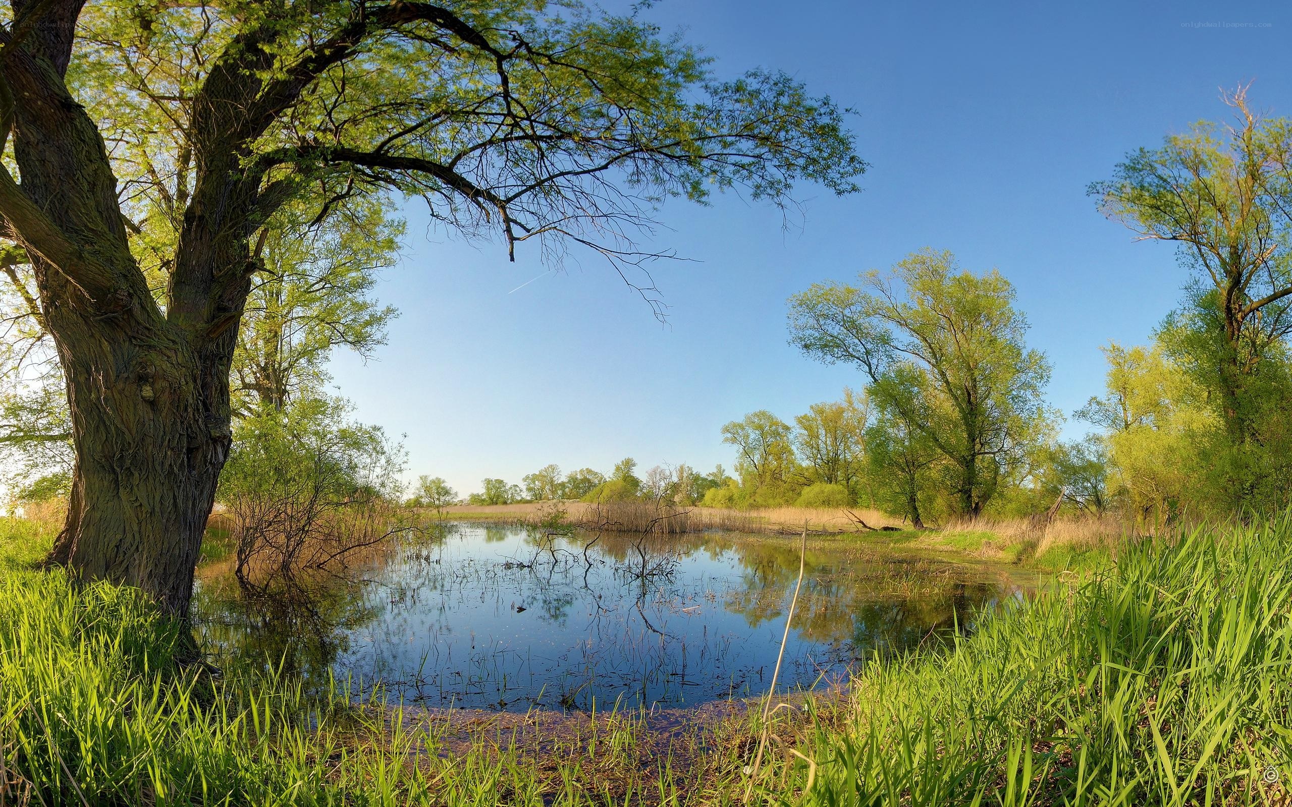 Peaceful pond with willow trees