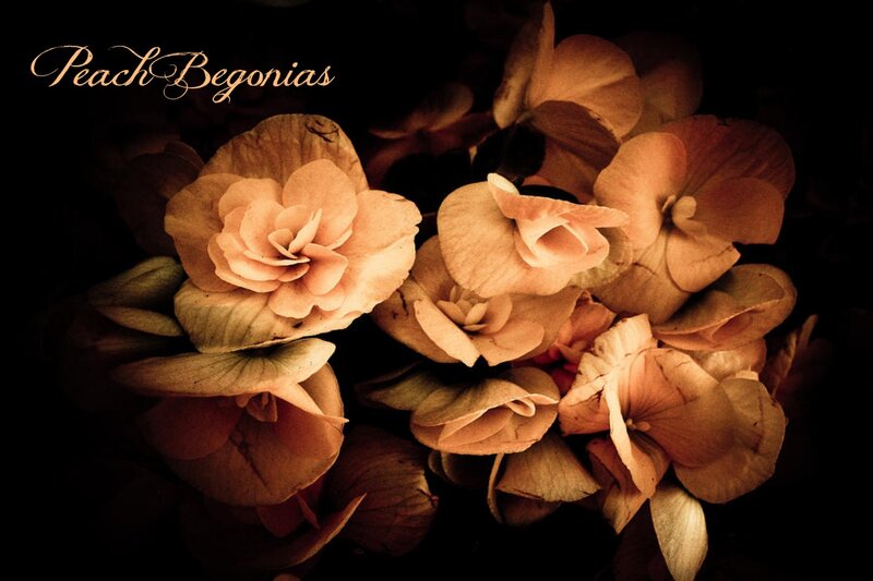 Peach Begonias