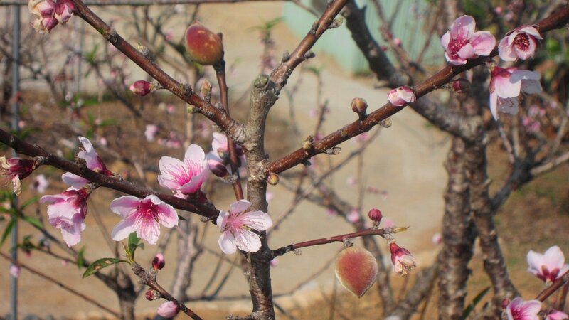 Peach Blossoms on Branch