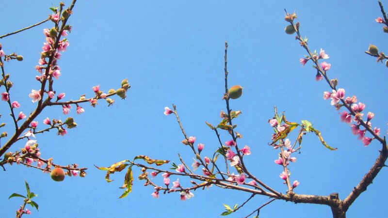 Peach Blossoms on Branches