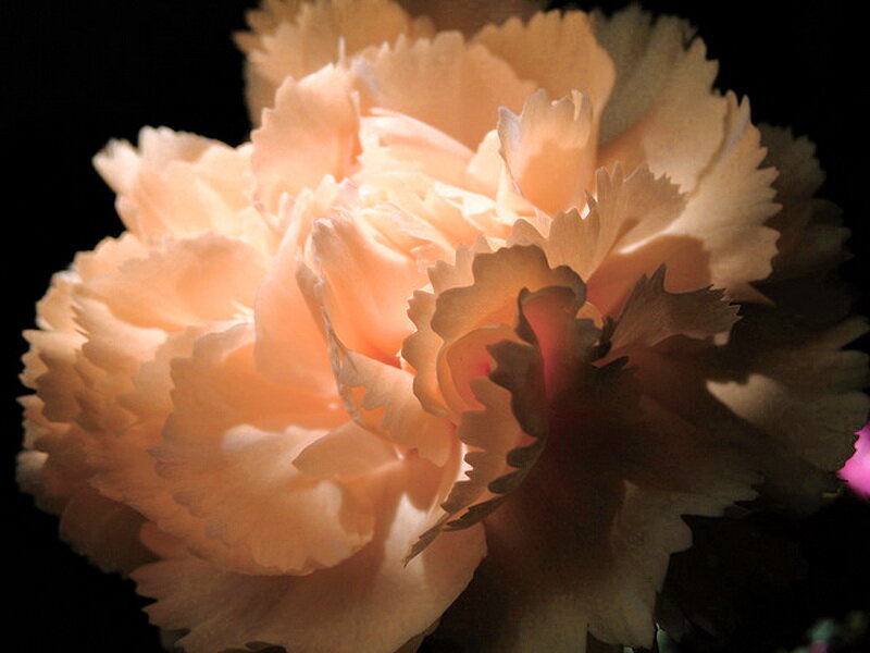 Peach Carnation Flower — Dramatic