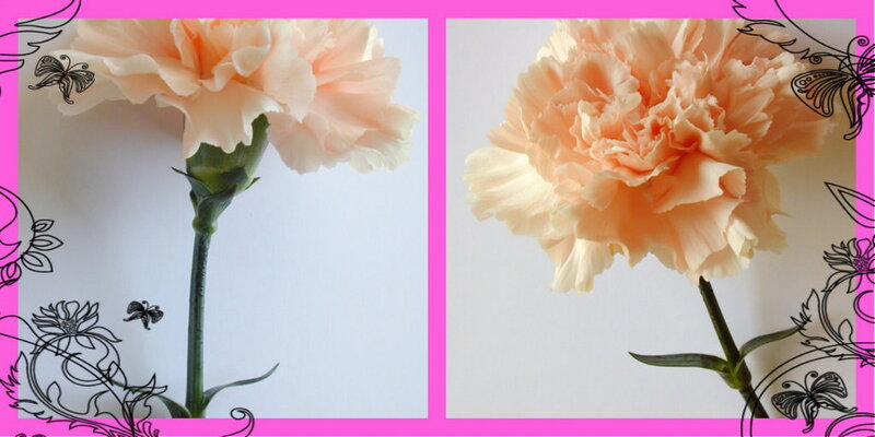 Peach Carnation Flower — Pink
