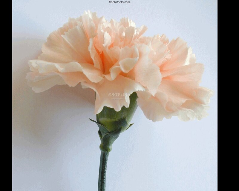 peach carnation flower
