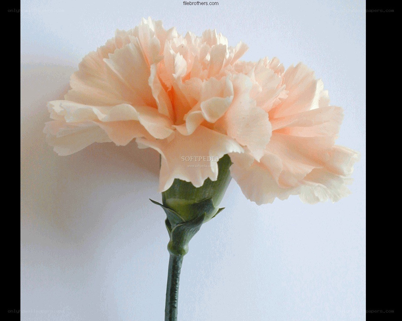 peach carnation flower
