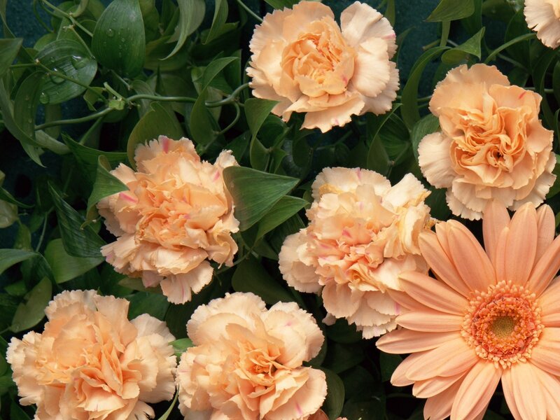 peach carnations and gerbera daisy