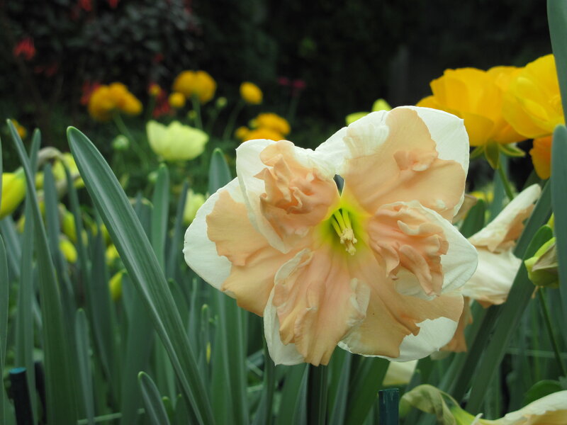 Peach Daffodil Flower