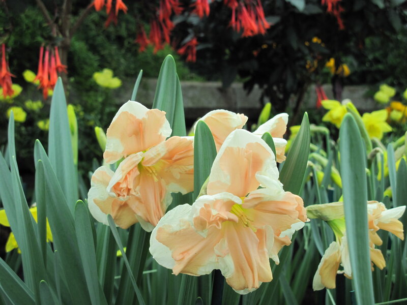 Peach Daffodils in Bloom