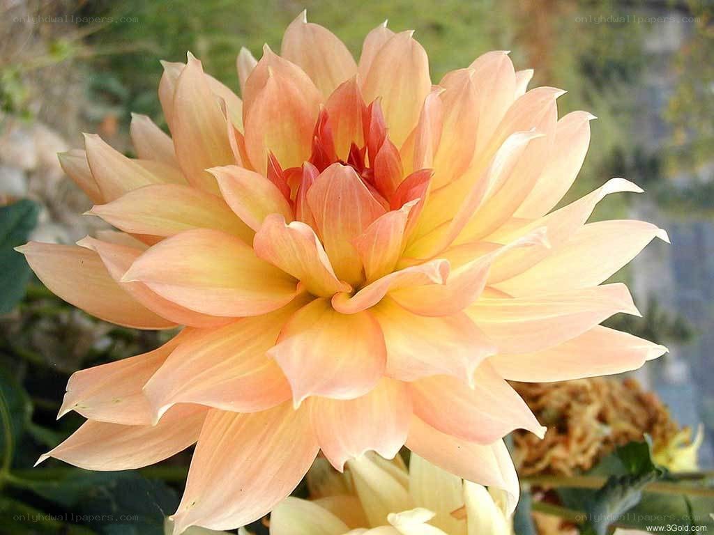Peach dahlia flower