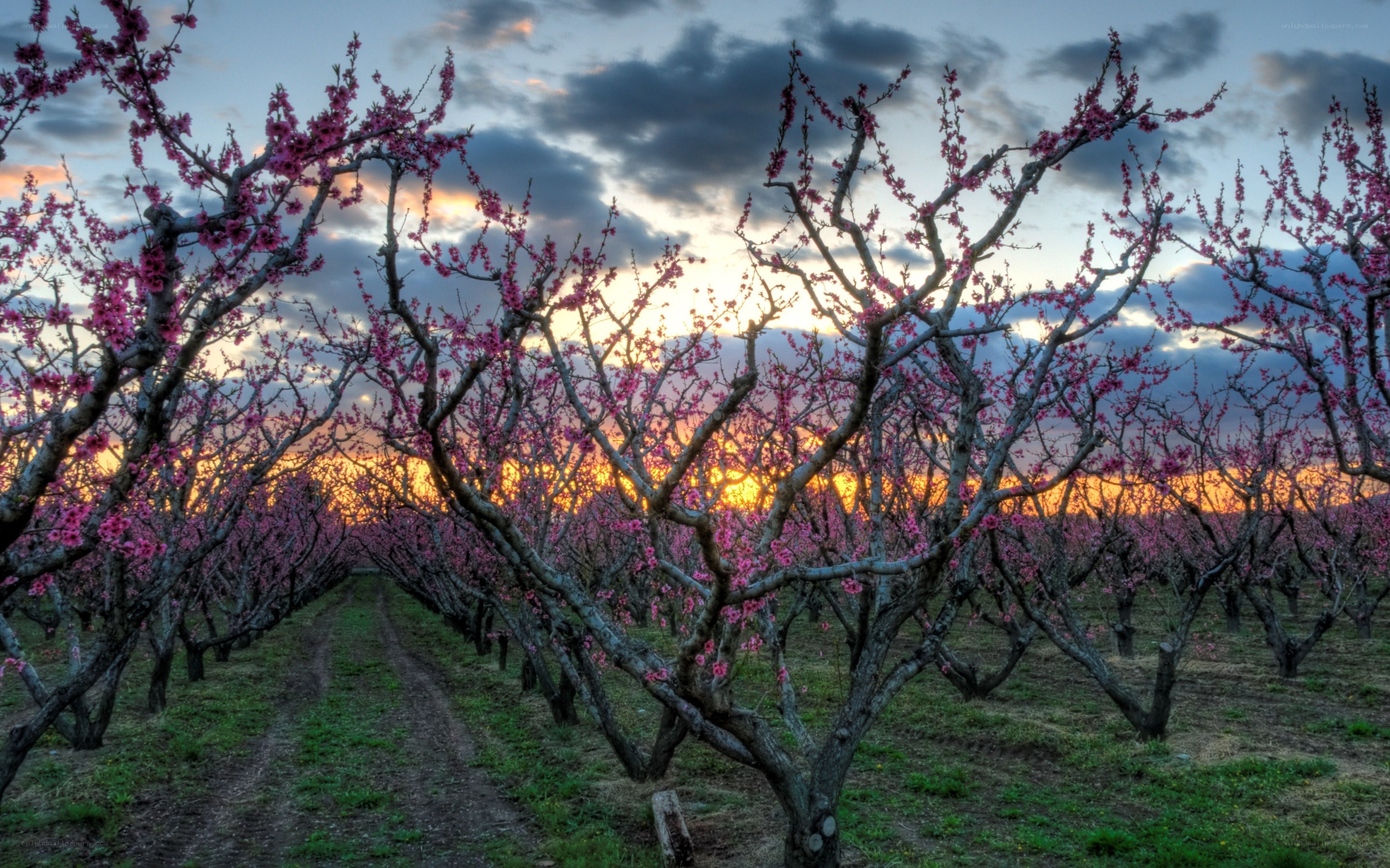 Peach orchard at sunset