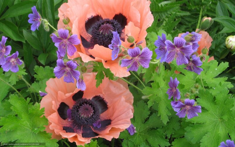 Peach poppies and purple flowers