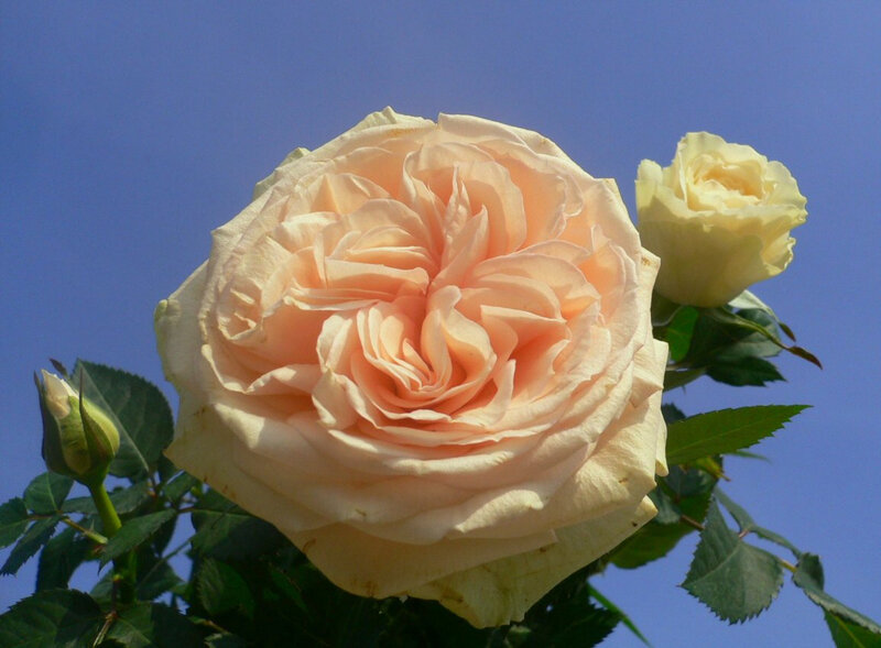 Peach rose against blue sky