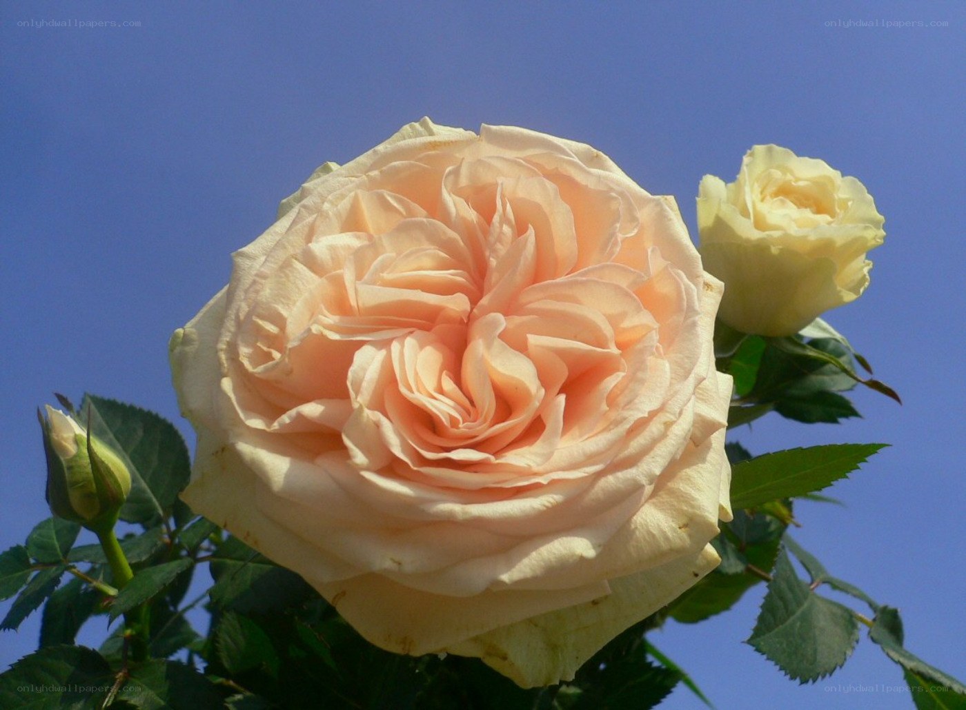 Peach rose against blue sky
