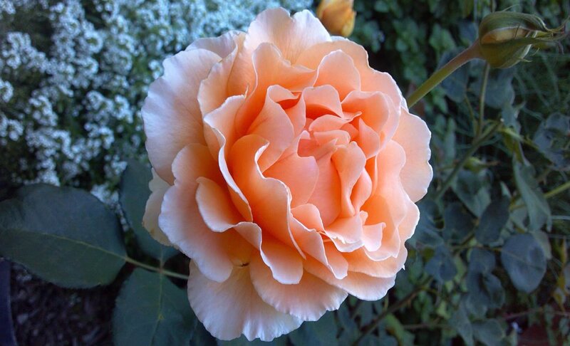 Peach Rose Flower — Calm, Afternoon