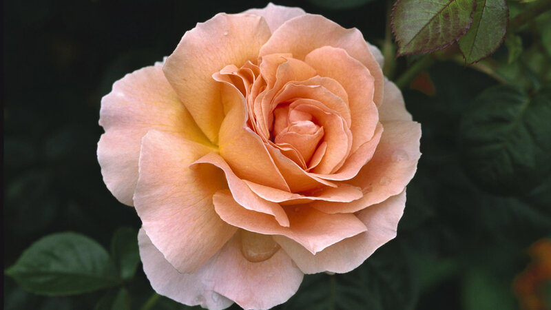 Peach Rose Flower — Calm, Photograph, Leaves