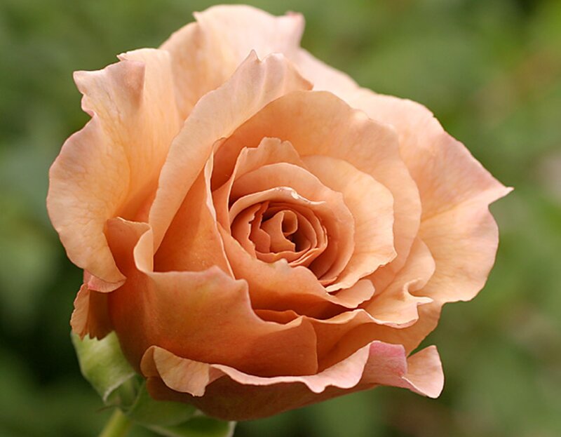 Peach Rose Flower — Calm, Photograph, Petals