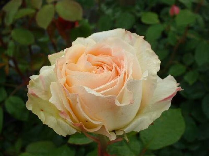Peach Rose Flower — Calm, Photograph