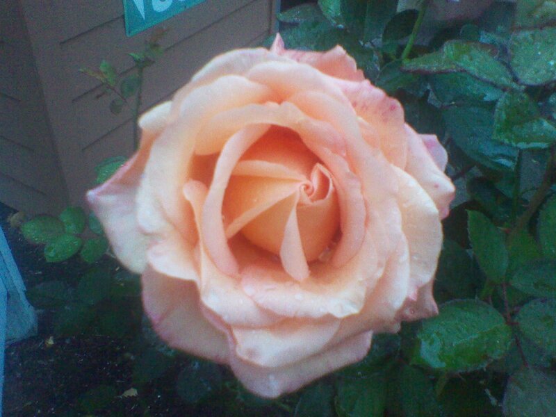 Peach Rose Flower — Calm