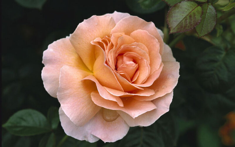 Peach Rose Flower — Serene