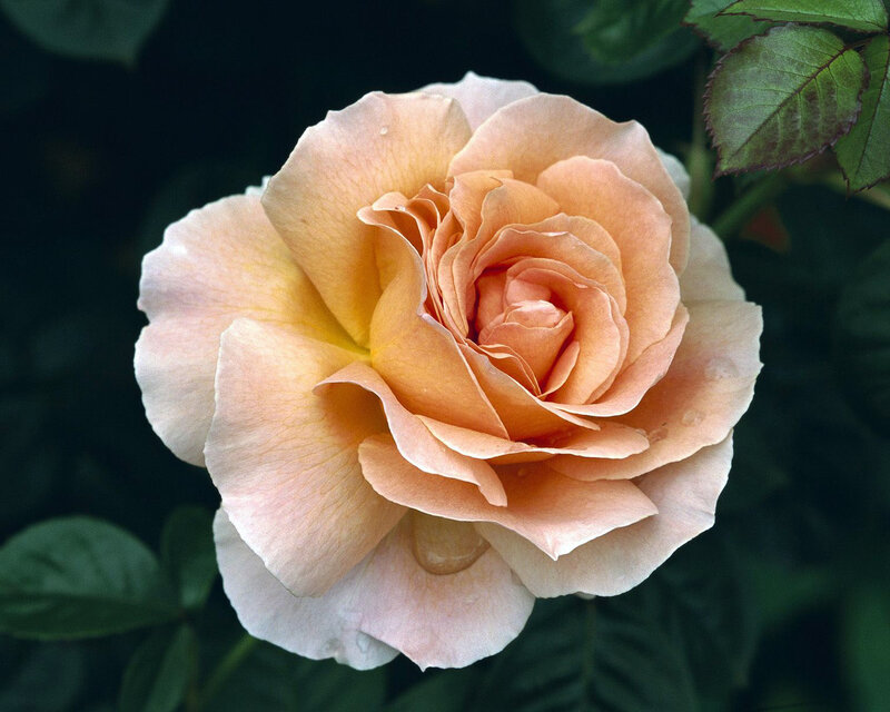 Peach Rose Flower