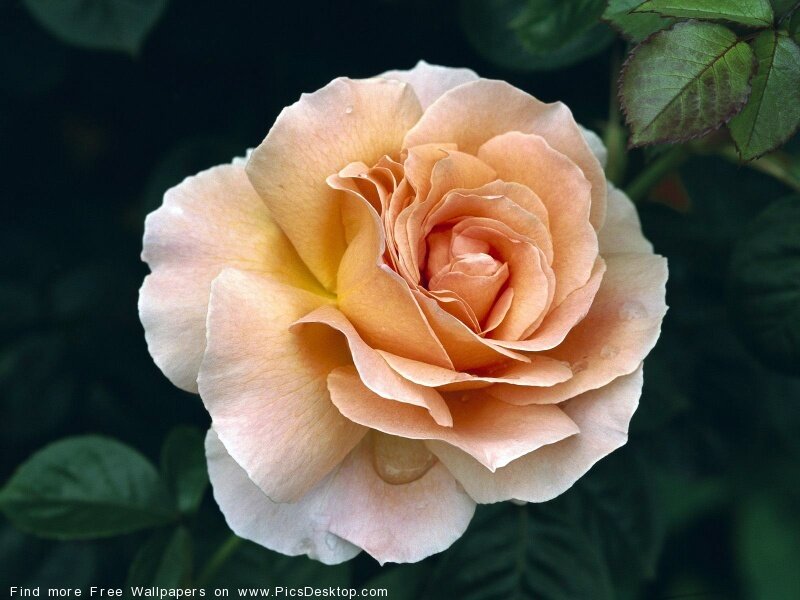 peach rose in bloom