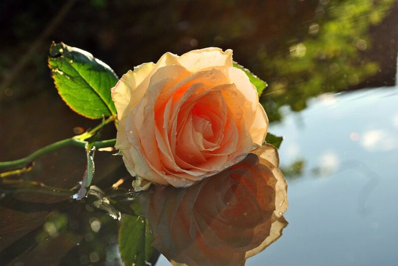 Peach Rose in Water