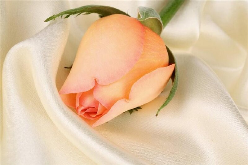 Peach Rose on Fabric