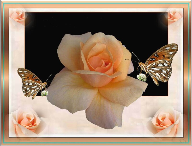 Peach Rose with Butterflies