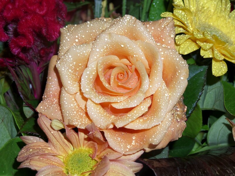 Peach Rose with Dew — Serene, Morning