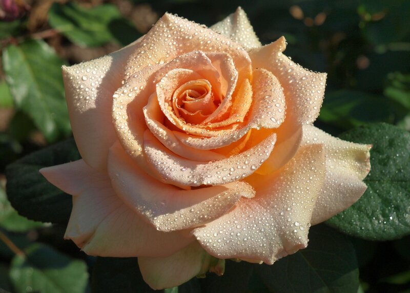 Peach Rose with Dew — Serene
