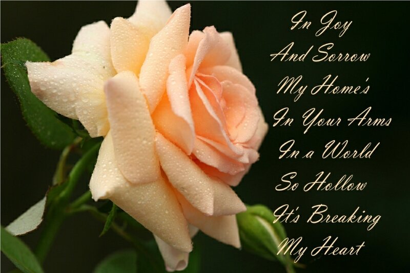 Peach Rose with Dew