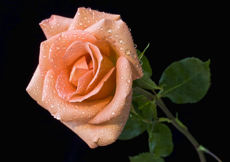 Peach Rose with Water Droplets — Dramatic