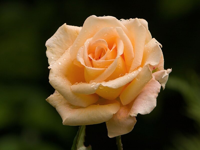 Peach Rose with Water Droplets — Serene, Photograph, Water Droplets