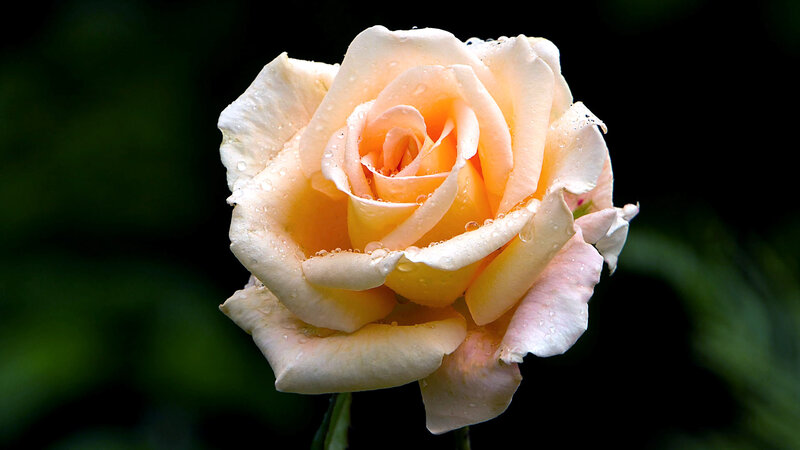 Peach Rose with Water Droplets