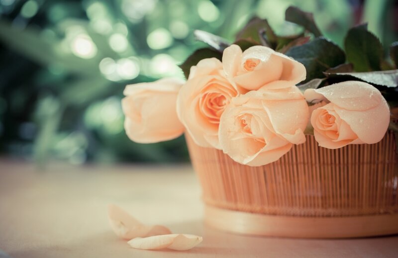 Peach Roses in Basket — Serene