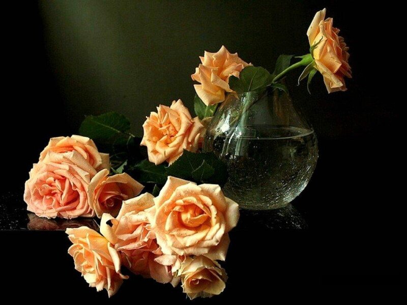 Peach Roses in Vase — Dramatic, Photograph