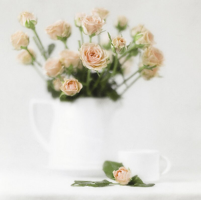 Peach Roses in Vase — White