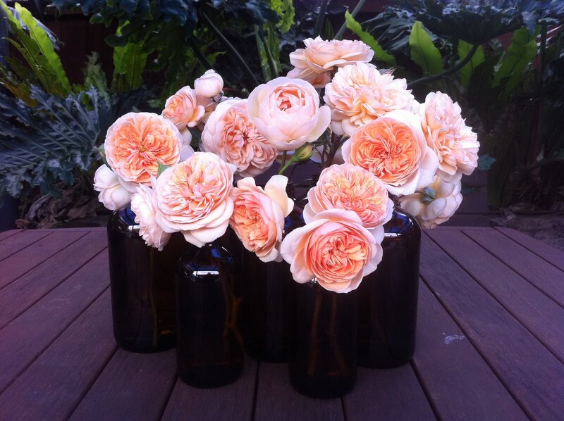 Peach Roses in Vases
