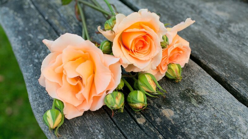 Peach Roses on Wood