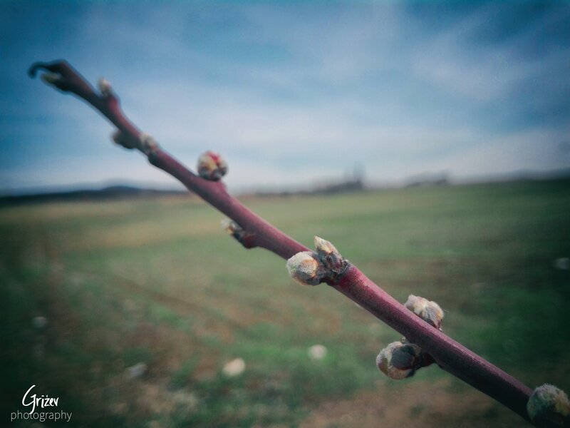 Peach Tree Branch