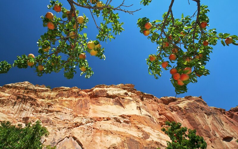 Peach Tree Branches