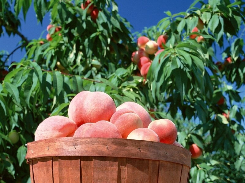 Peaches in a Basket — Green, Serene