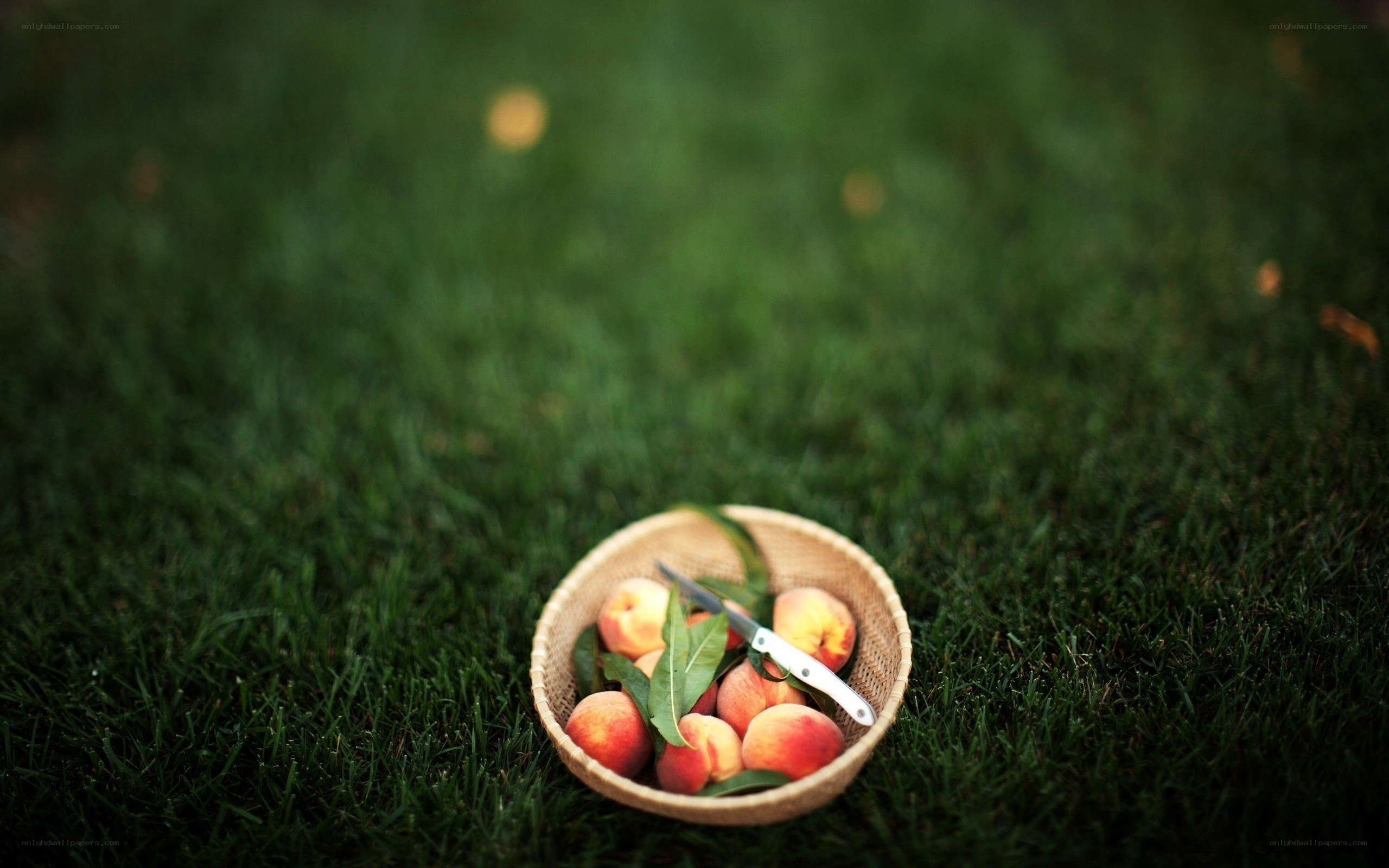 Peaches in a basket on grass