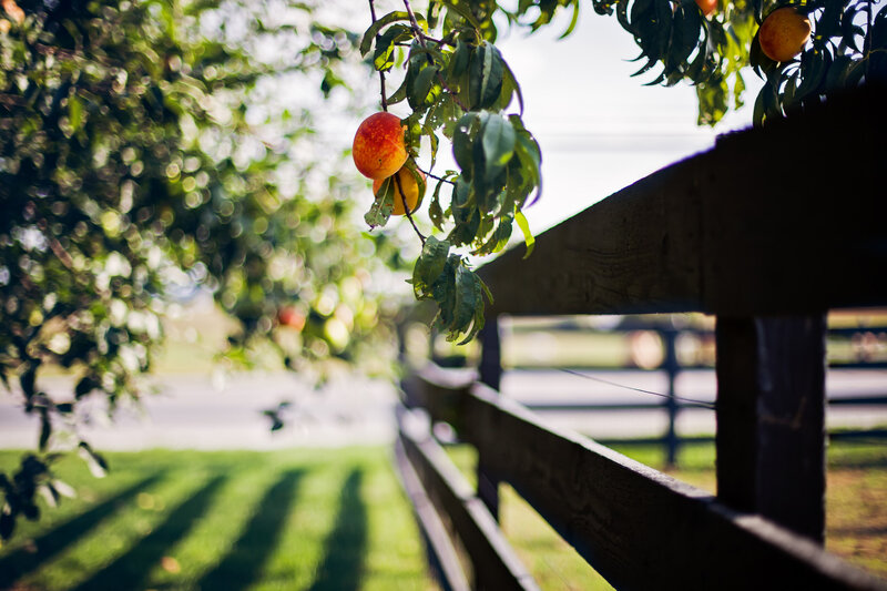 Peaches on a Tree Branch — Green