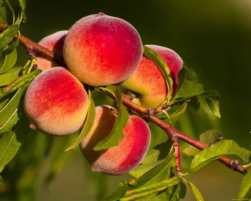 Peaches on a Tree Branch — Red