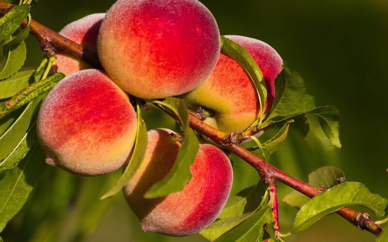 Peaches on a Tree Branch