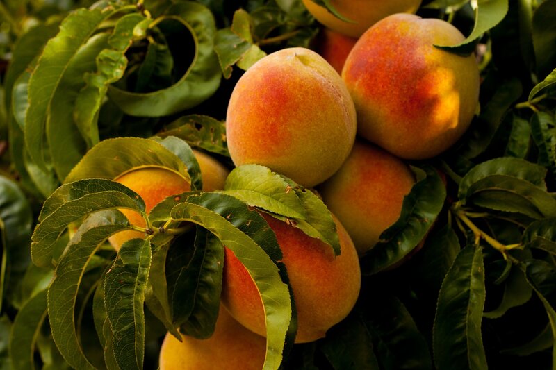 Peaches on a Tree — Green, Natural