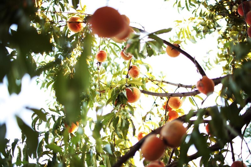 Peaches on a Tree — Green, Serene